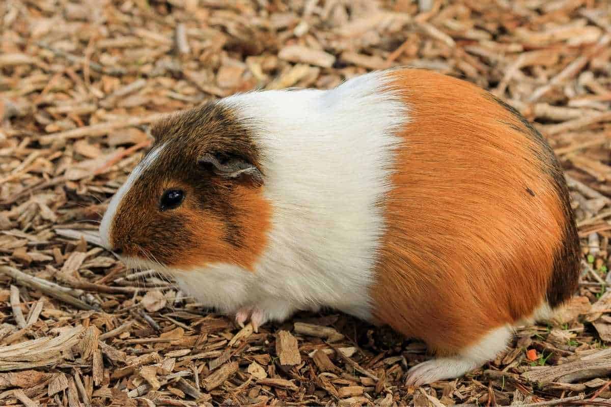 Bedding for guinea pigs