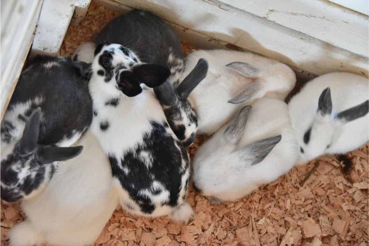 Bedding for rabbits