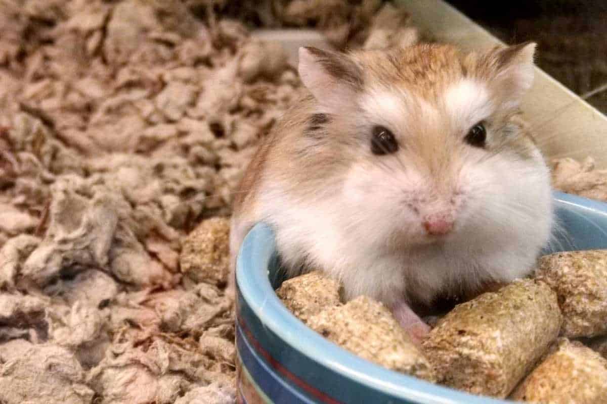 Hamster eats his food