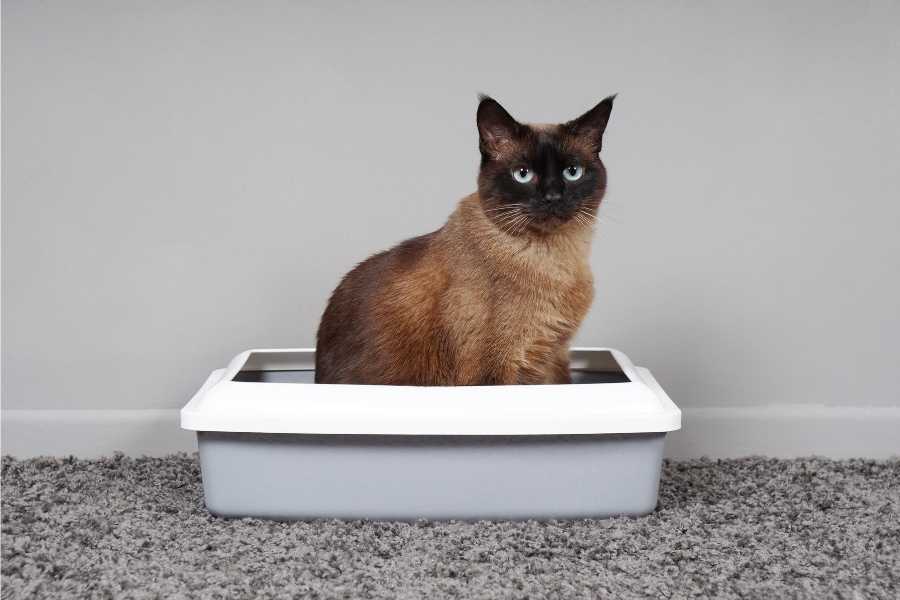 Cat sits in her litter box