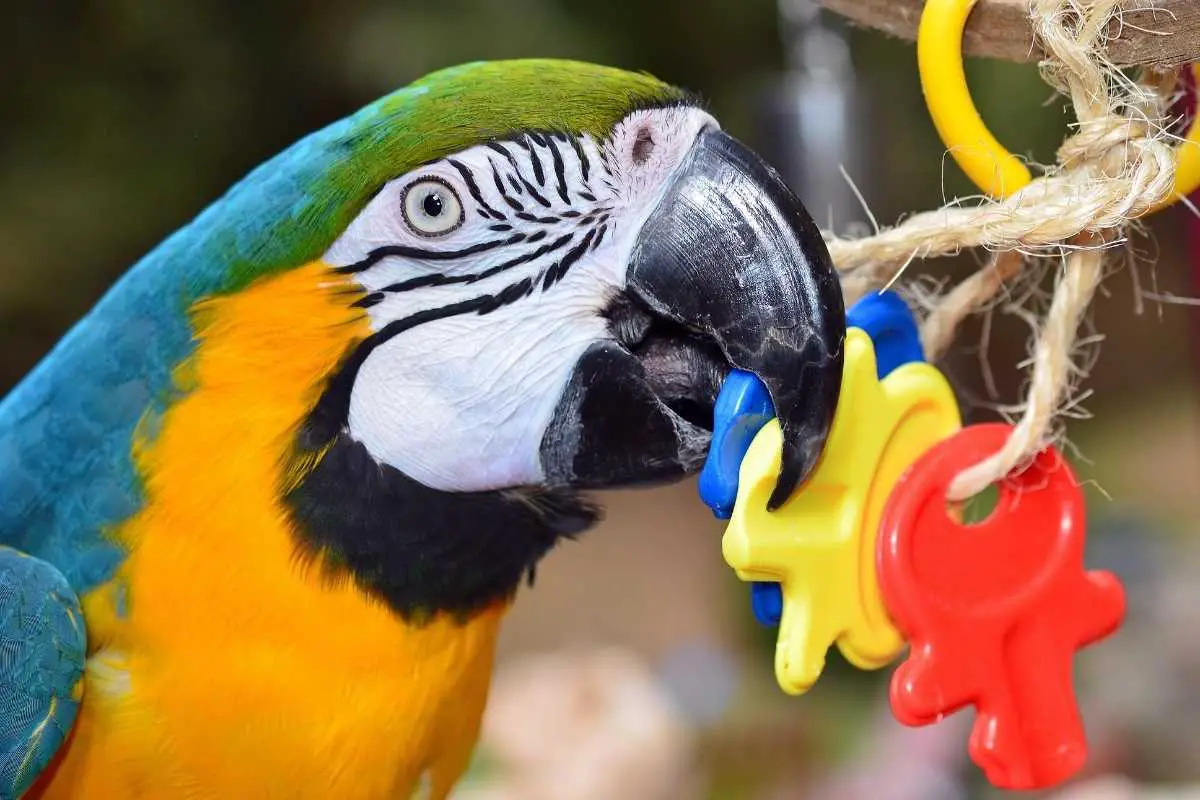 Macaw plays with toys