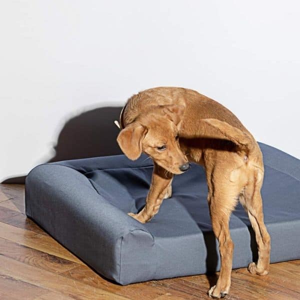 wild one dog bed