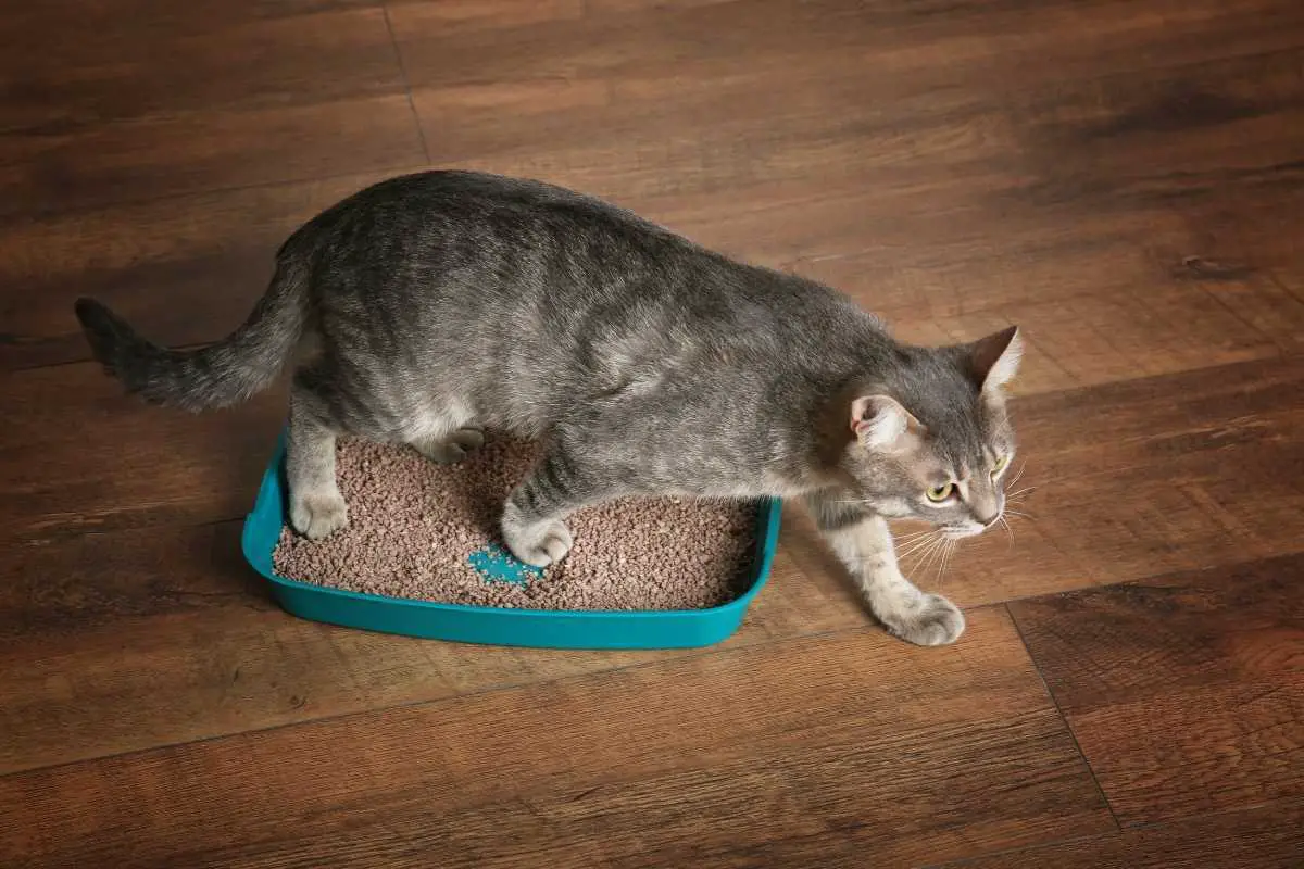 Top 4 Pick The Best Cat Litter That Doesn't Track