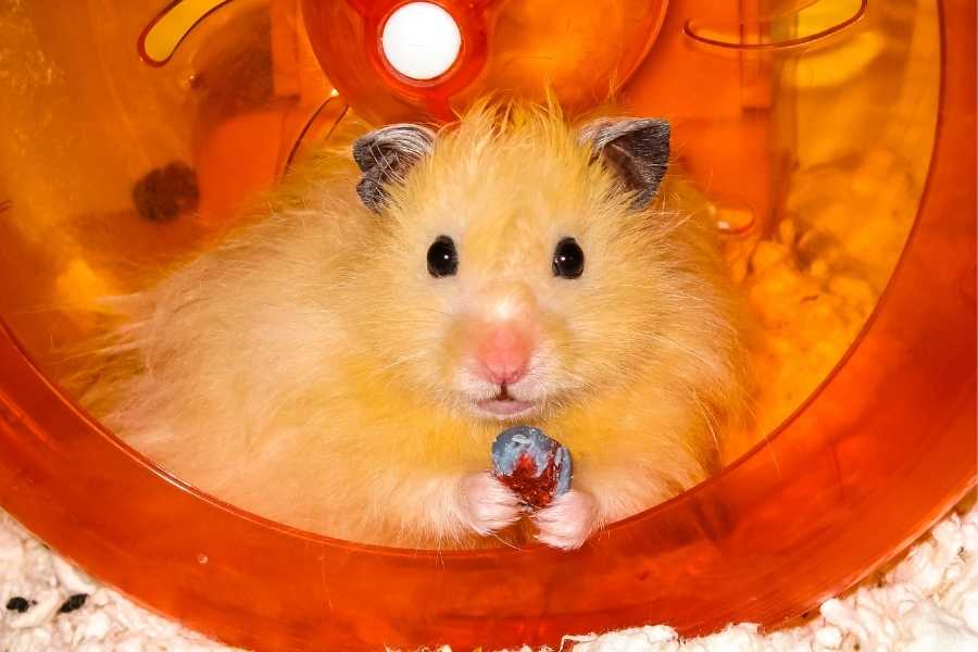 Long haired hamster in cage