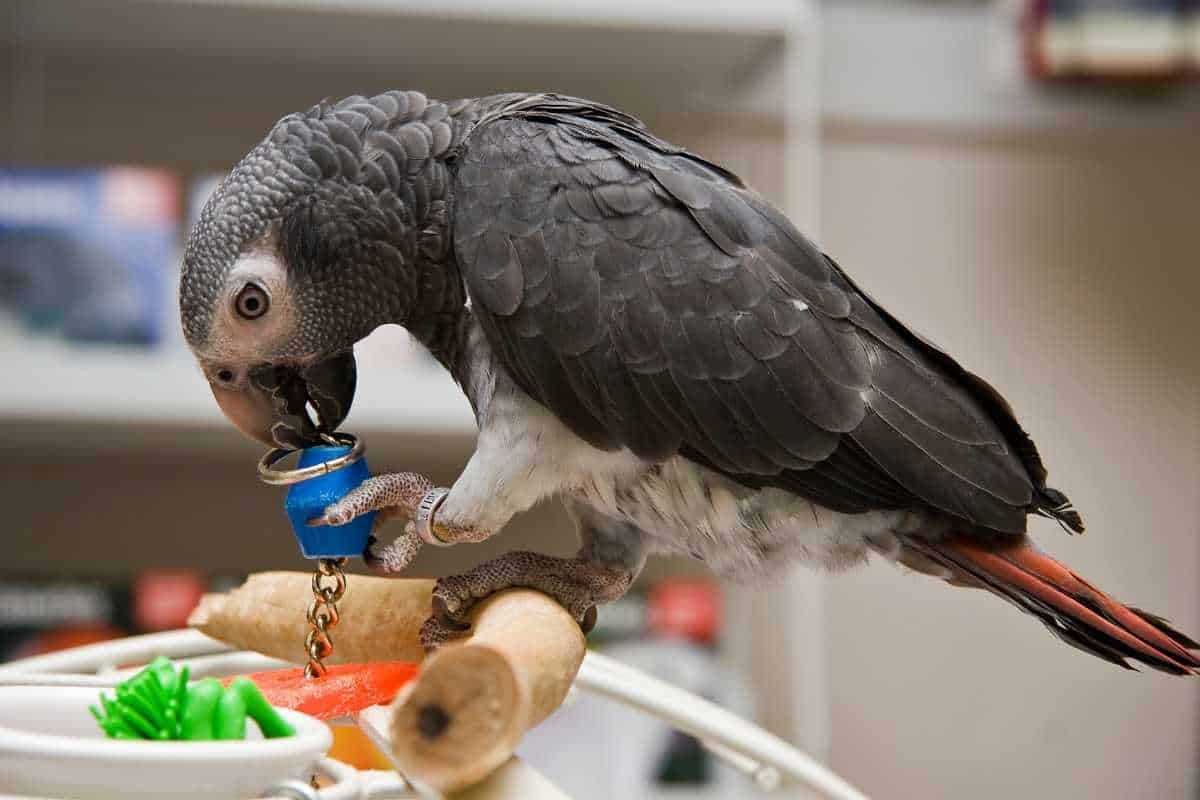 Parrot play gym