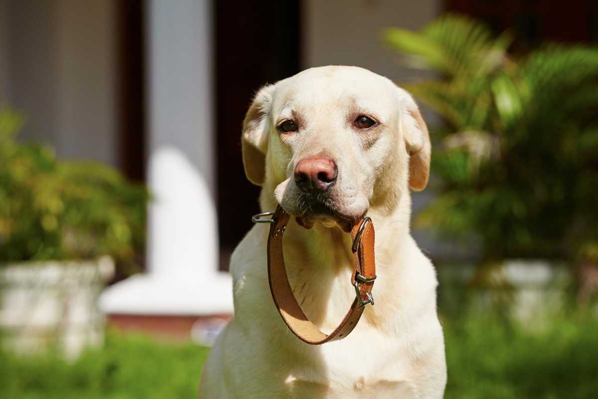 Dog with chew proof collar