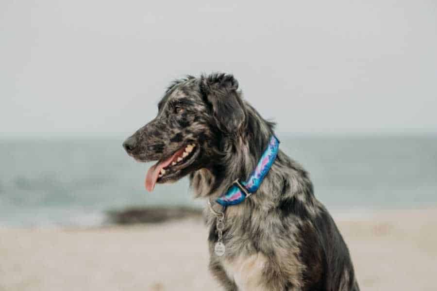 dog on the beach