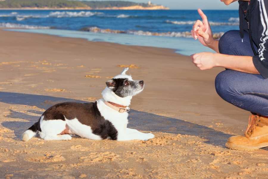 Girl and dog on the beach