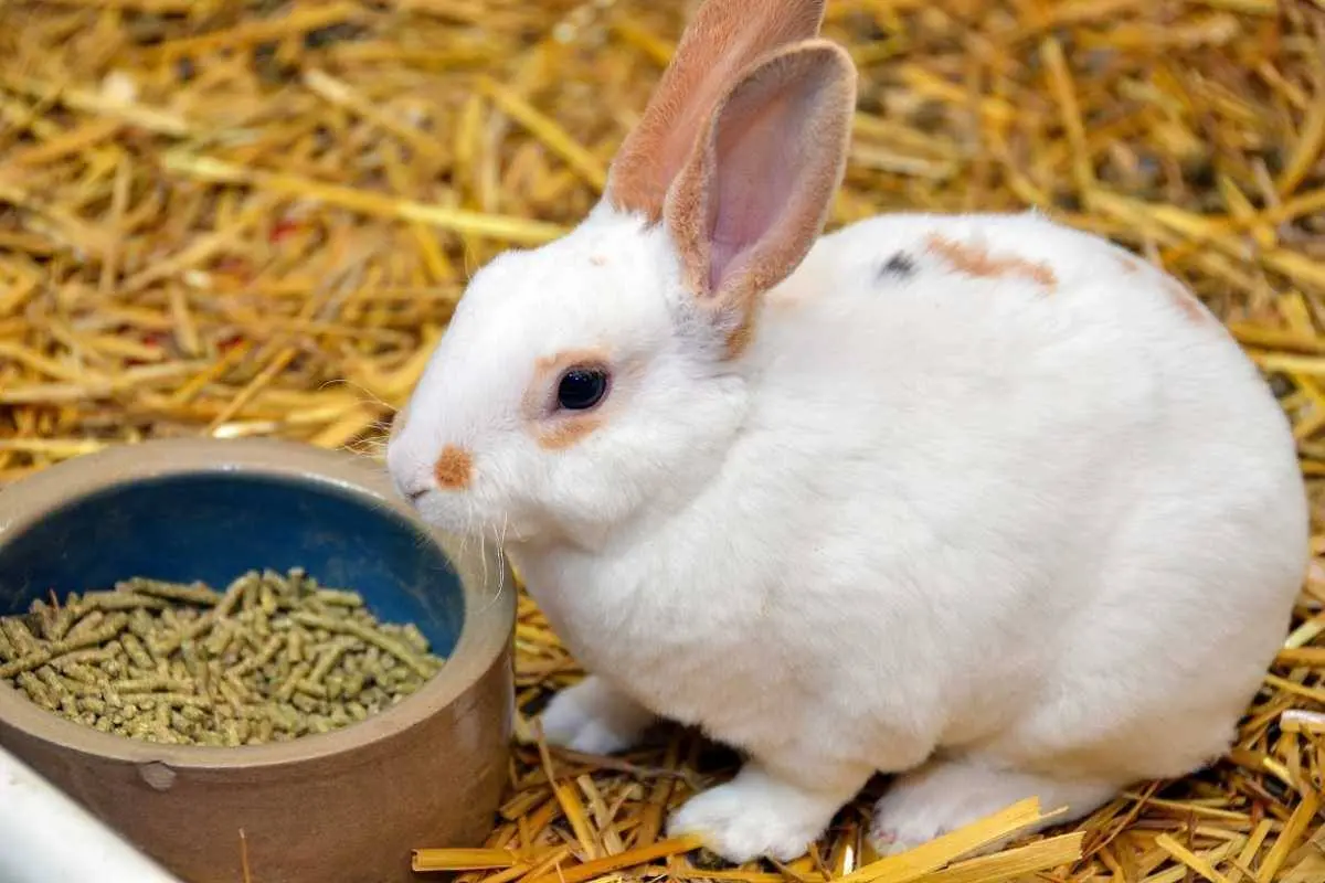 Rabbit eats pellets