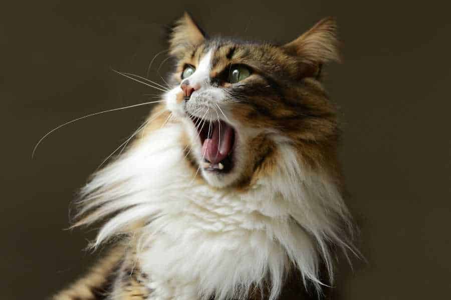 Cat yawning