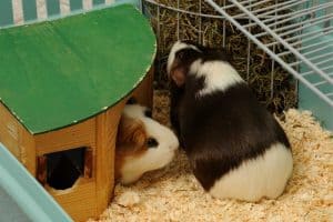 Guinea pig eats hay