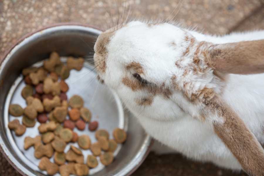 Rabbit's food