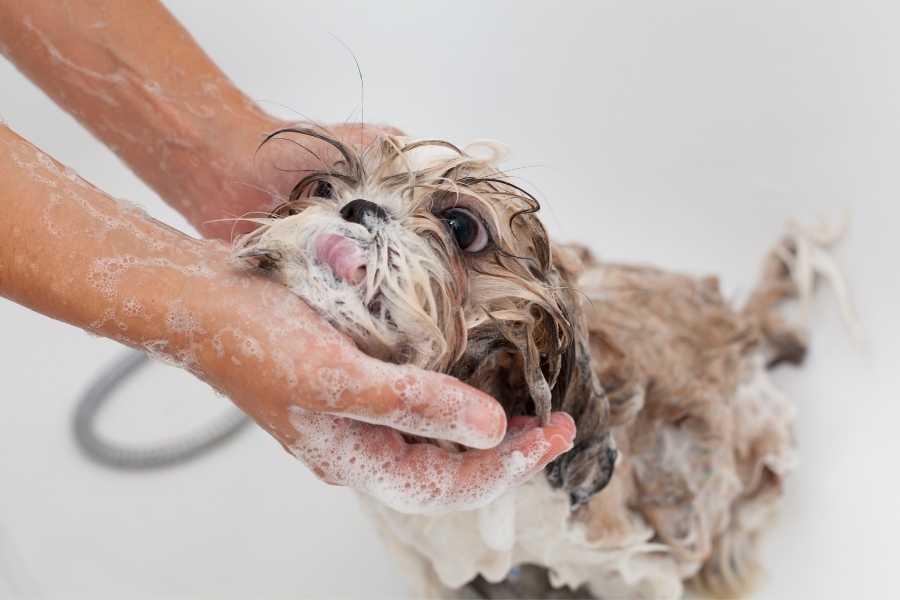 bathing shih tzu