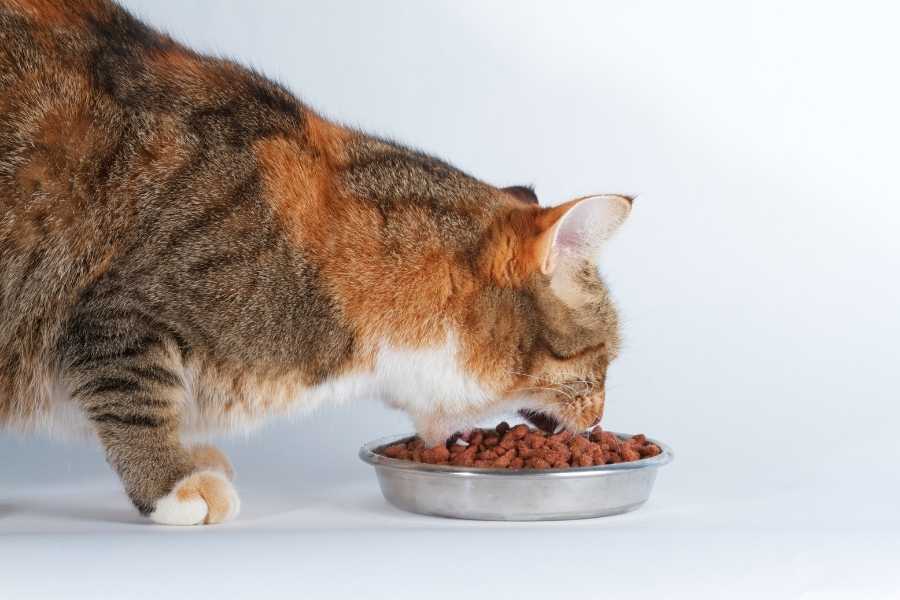 best cat food for heart disease uk