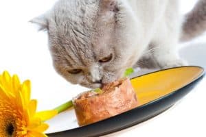 Best cat food for older cats that vomit