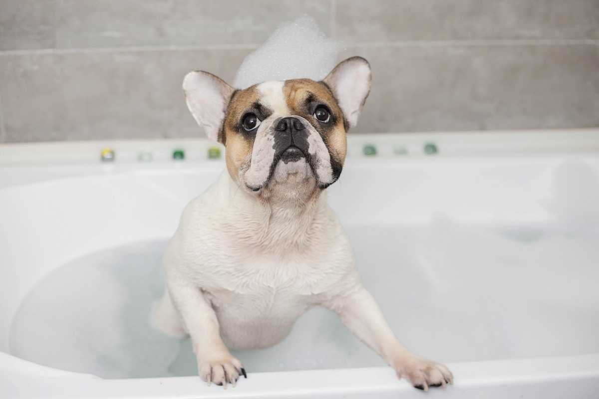 Shampoo for English Bulldog