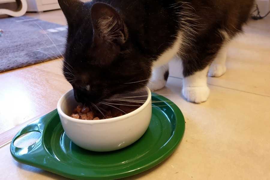 Cat eats wet food