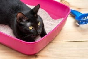 The 6 Best Dust Free Cat Litters For Asthma - Indoor Cat Litter For Households With Asthma Sufferers