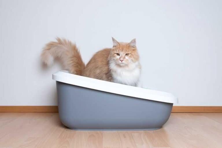 The 6 Best Dust Free Cat Litters For Asthma – Pets Motherland