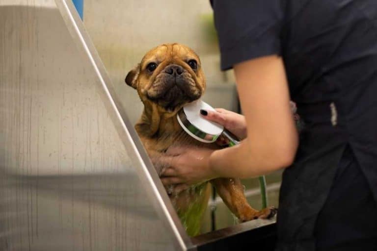 What Is The Best Shampoo For English Bulldog Our Top 7 Choices