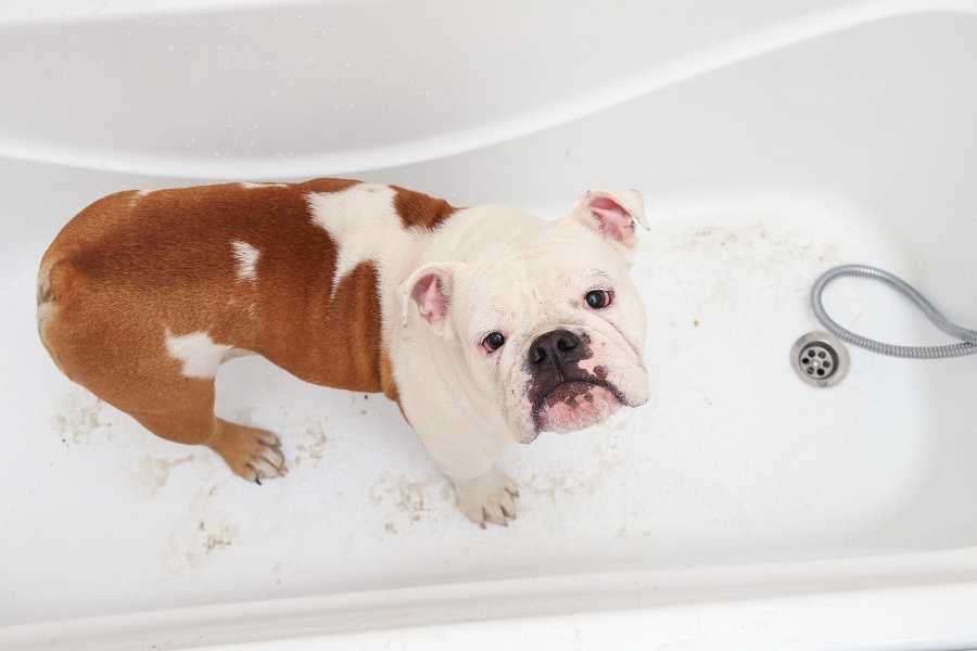Bulldog bath