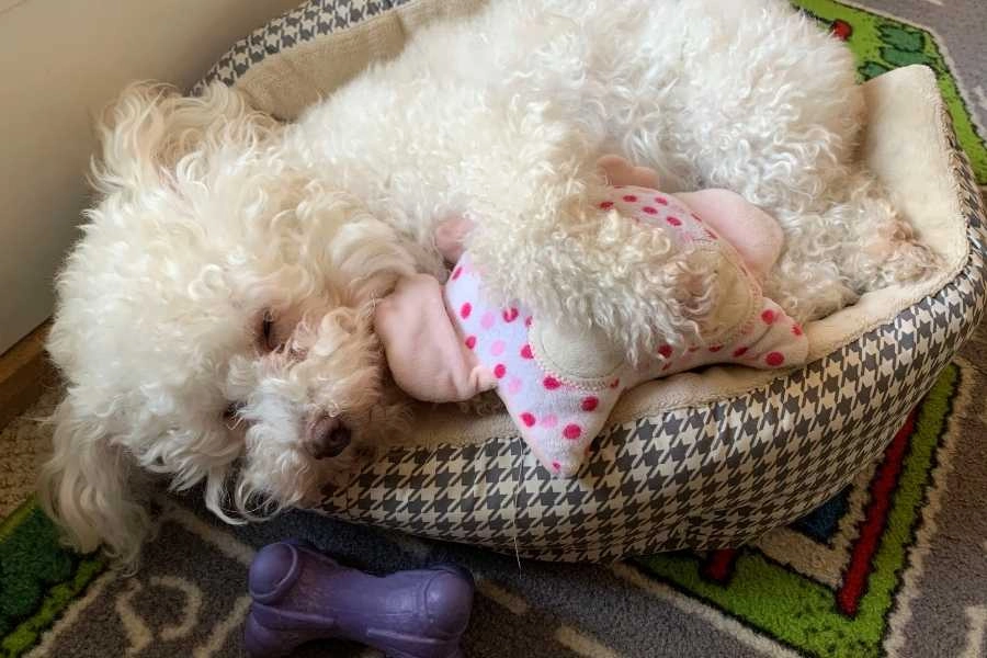Maltipoo in his bed