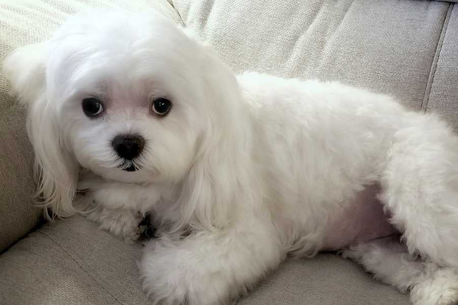 Maltipoo laying on the bed