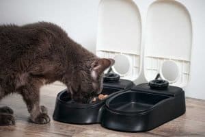 Wet cat food feeder