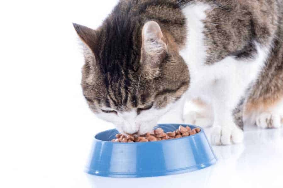 Cat eats her food
