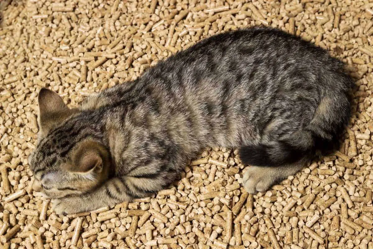 Wood pellet cat litter