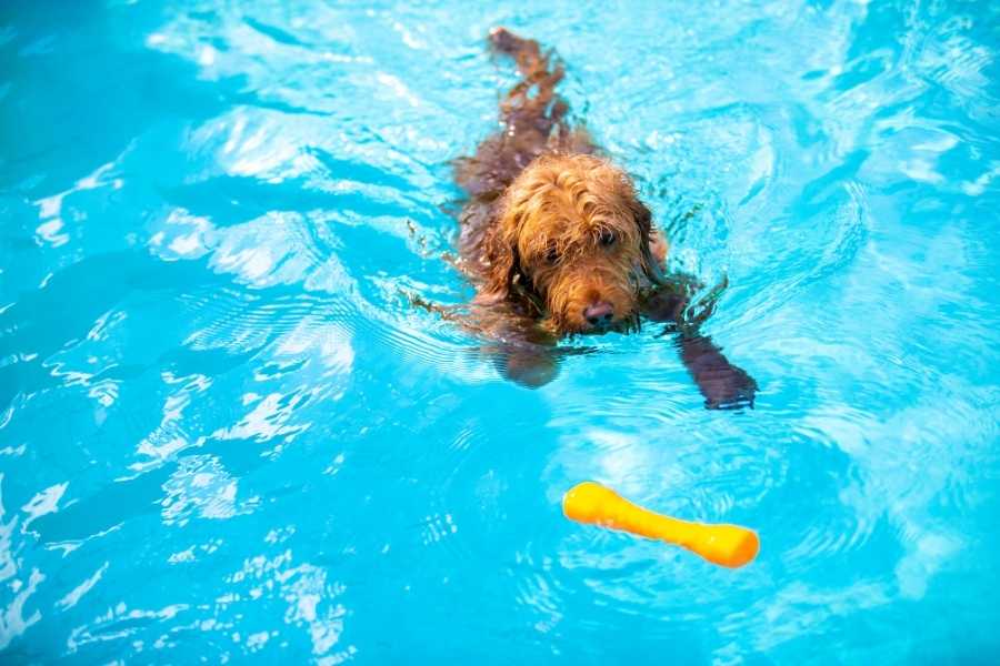 Goldendoodle swims in pool