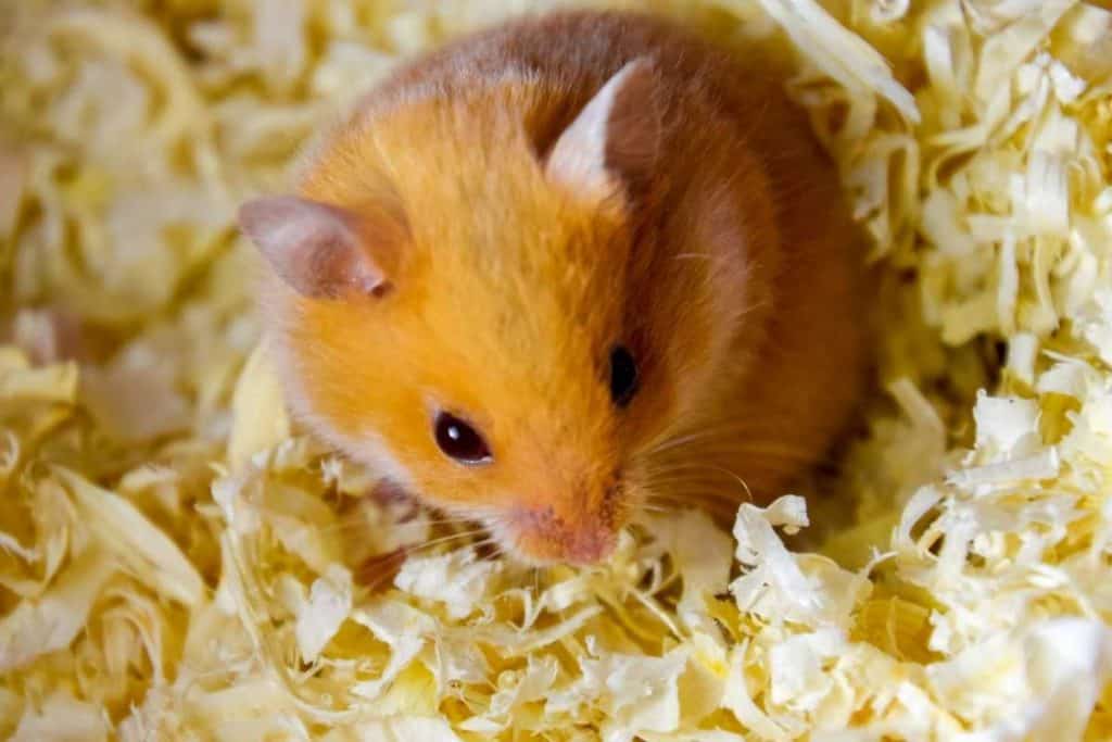 Choose The Best Bedding For Hamster Top 5 Products