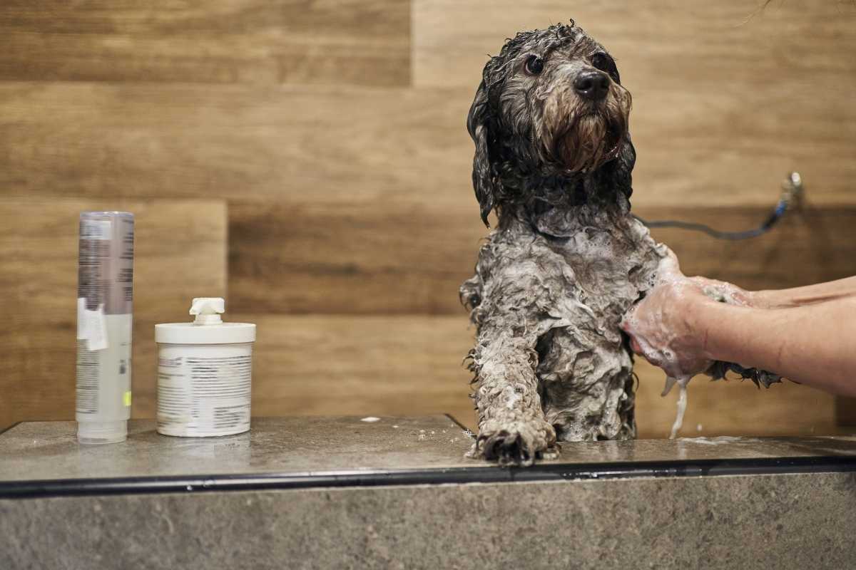Conditioner for poodles