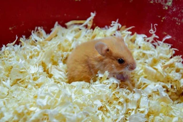 Choose The Best Bedding For Hamster Top 5 Products