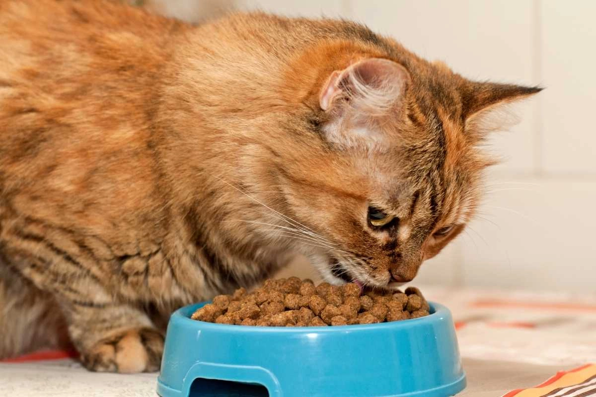 soft dry cat food for seniors