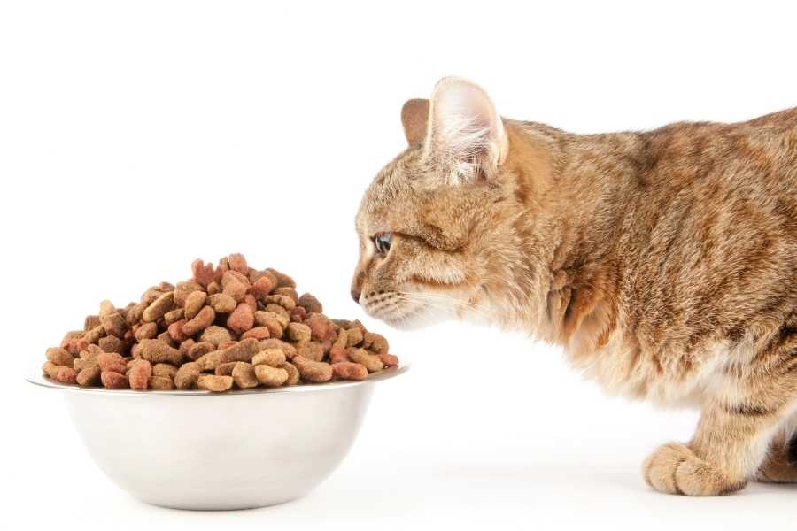 cat eats soft dry food