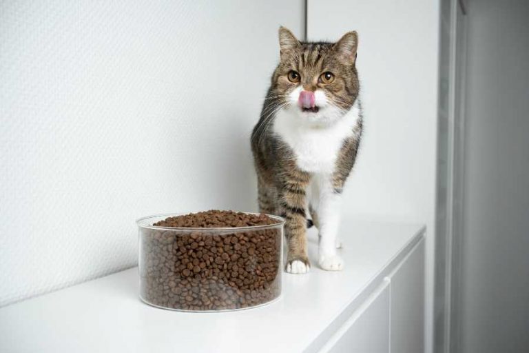 What Is The Top 5 Soft Dry Cat Food For Seniors