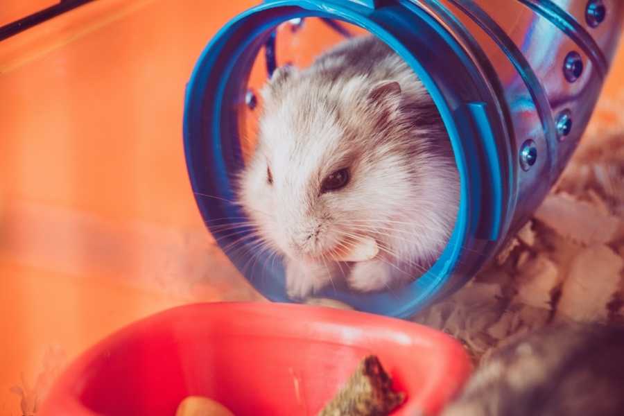 hamster in tube