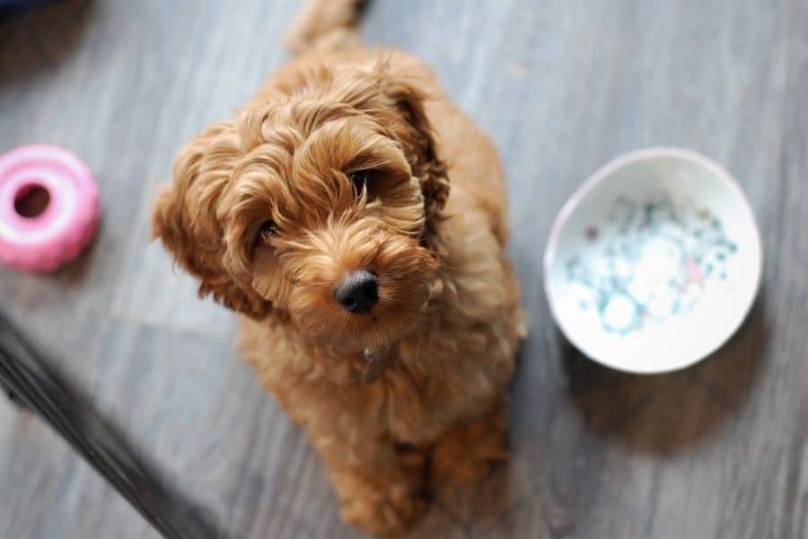 Labradoodle puppy