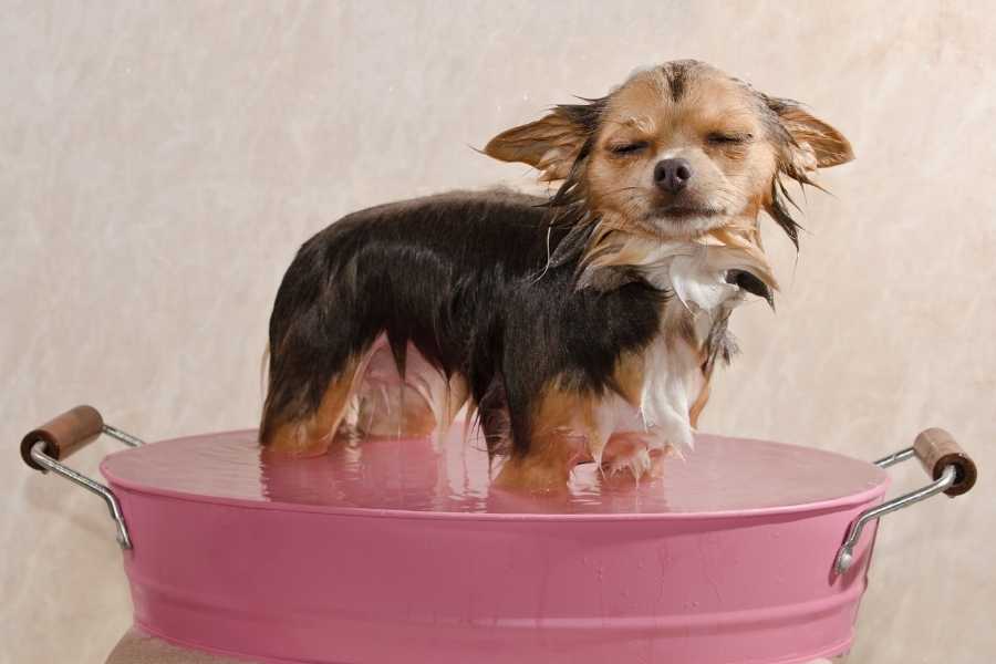 Can I Wash my Chihuahua With Shampoo