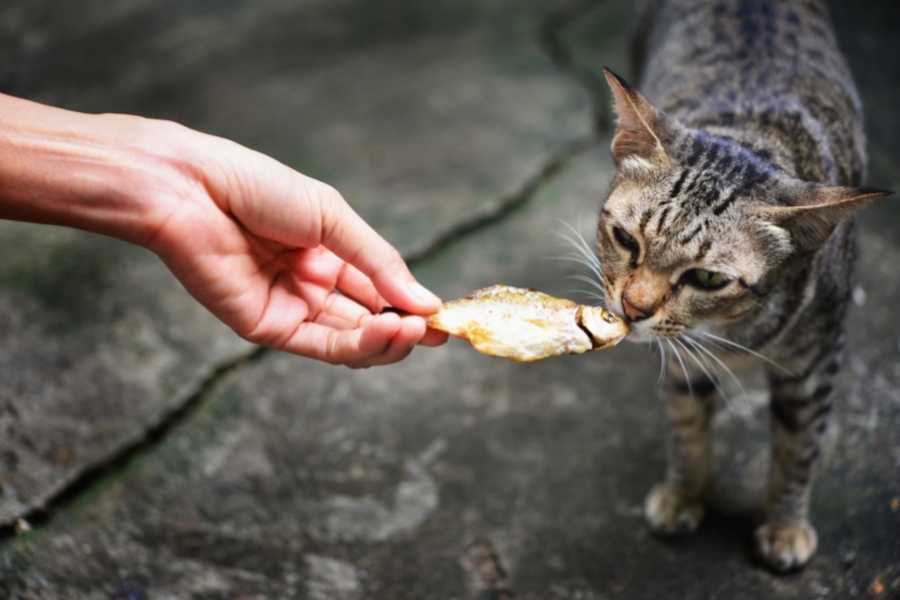 Cat eats fish