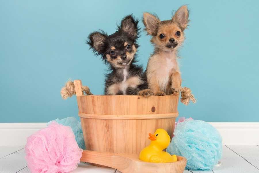 Best shampoo for chihuahua