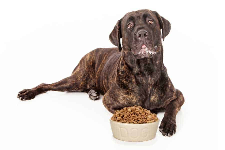 best dog food for cane corso