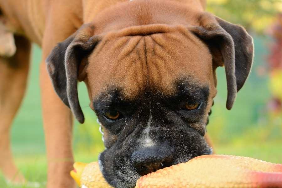 Toys for Boxer