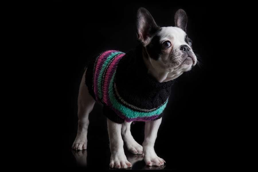 French Buldog Puppy