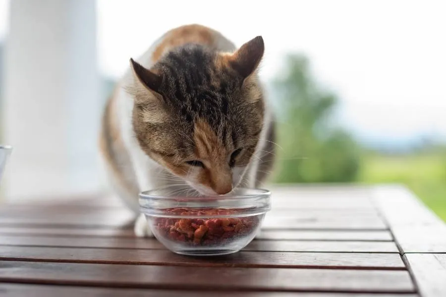 Cat eats food