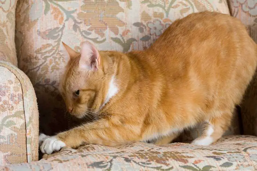 How to stop your cat from scratching your furniture