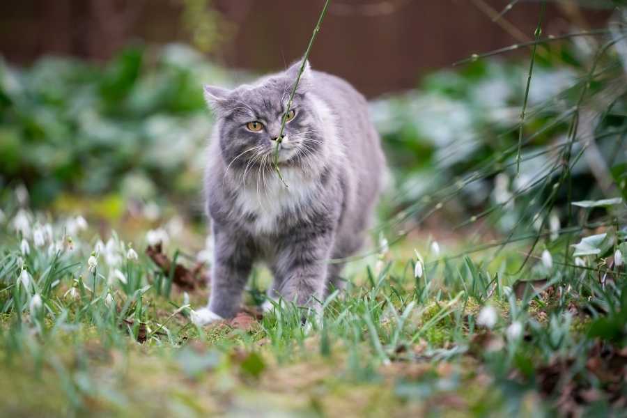 How cats’ sense of smell develops