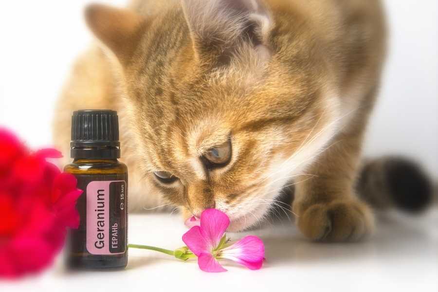 Essential oils can be toxic to cats