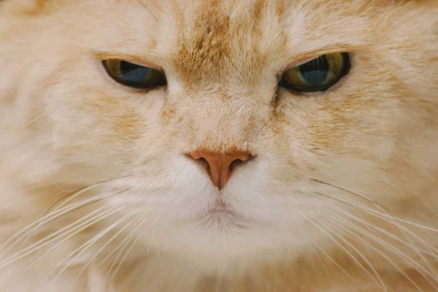 cats exhibit certain facial expressions